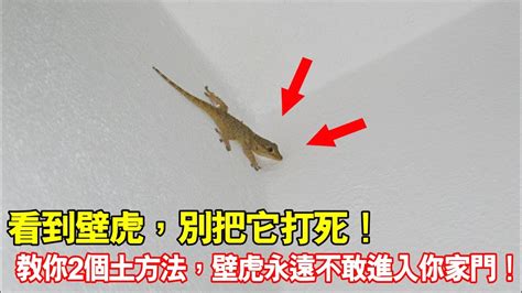 壁虎死掉風水|【壁虎 風水】壁虎闖入你家不是偶然？風水學揭露3預。